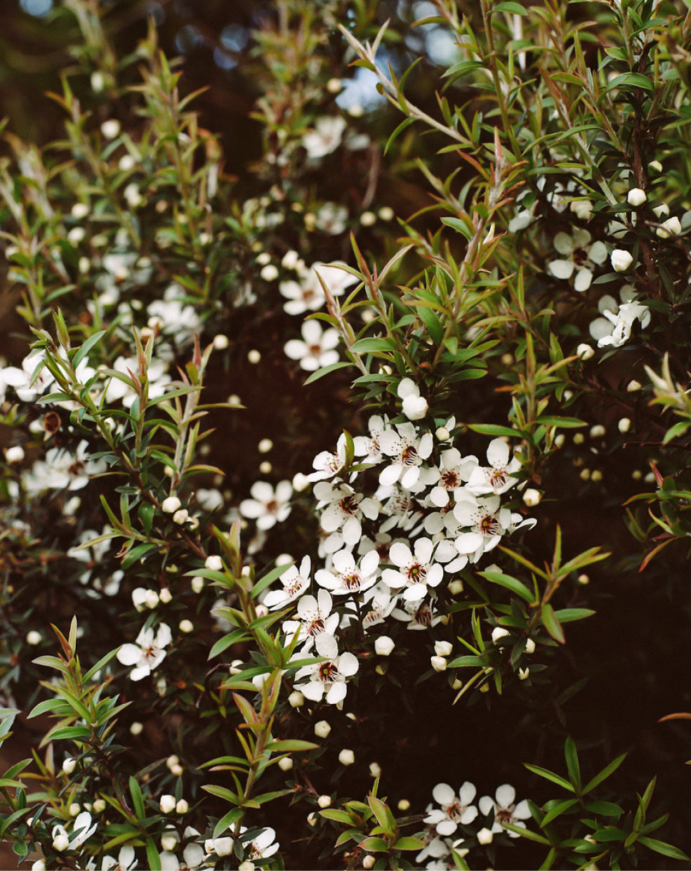 Activist Manuka Oil Flowers