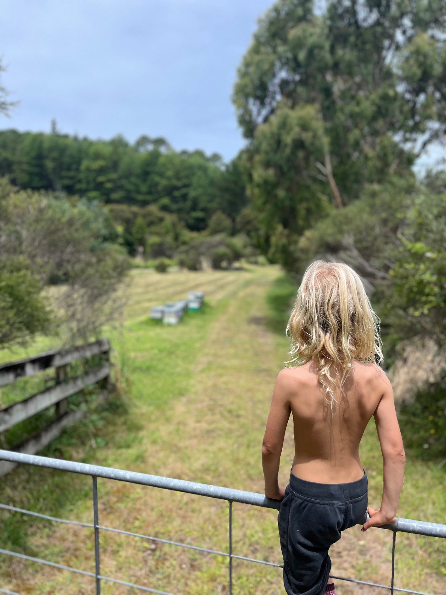 Boy standing looking out across trees and beehives