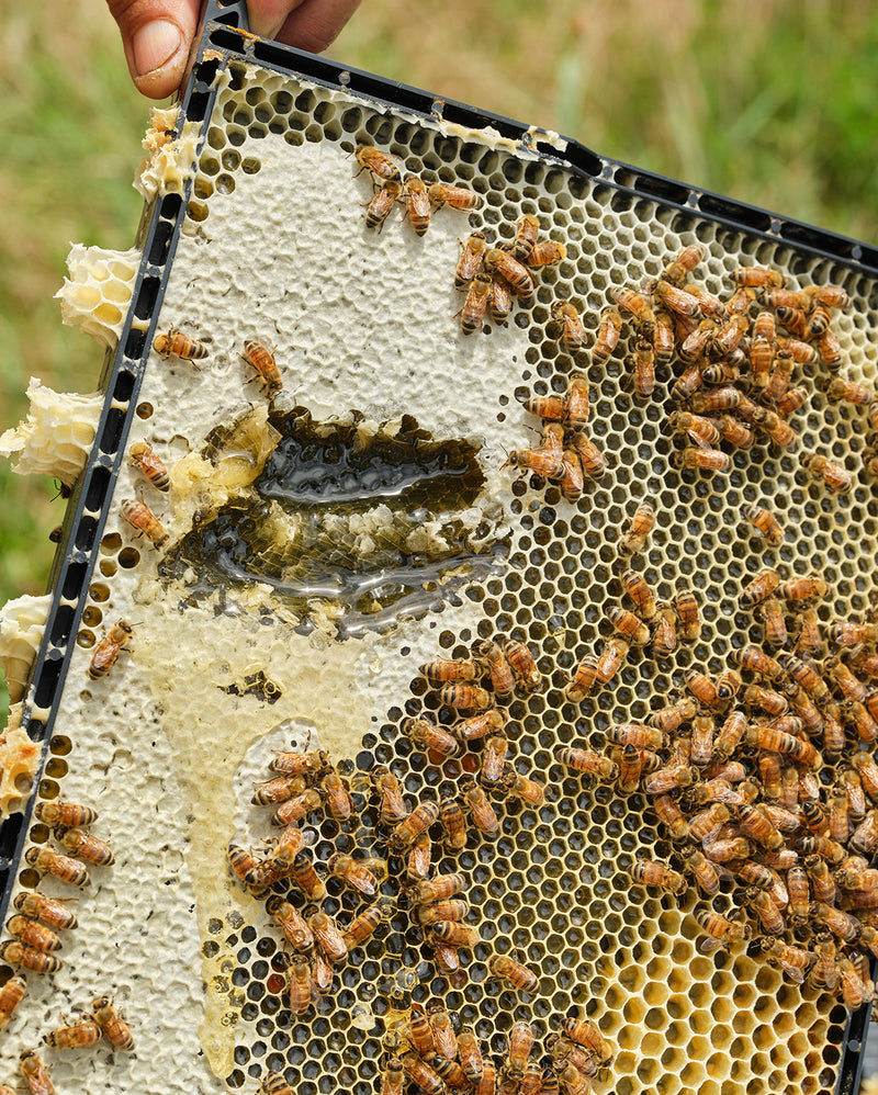 Activist Manuka - Bee hive