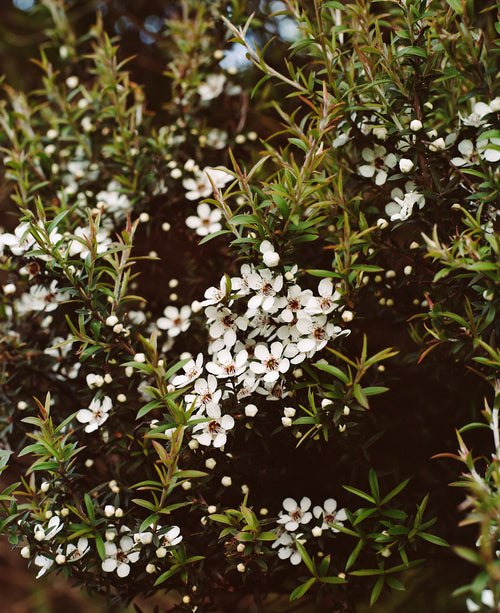 Cultivate Symbiotic Relationships with Bees