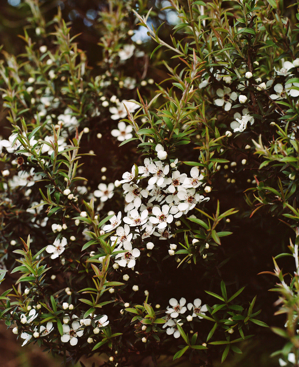 Cultivate Symbiotic Relationships with Bees