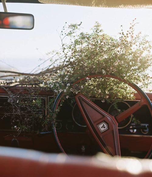 Manuka tree branch rests on car dashboard