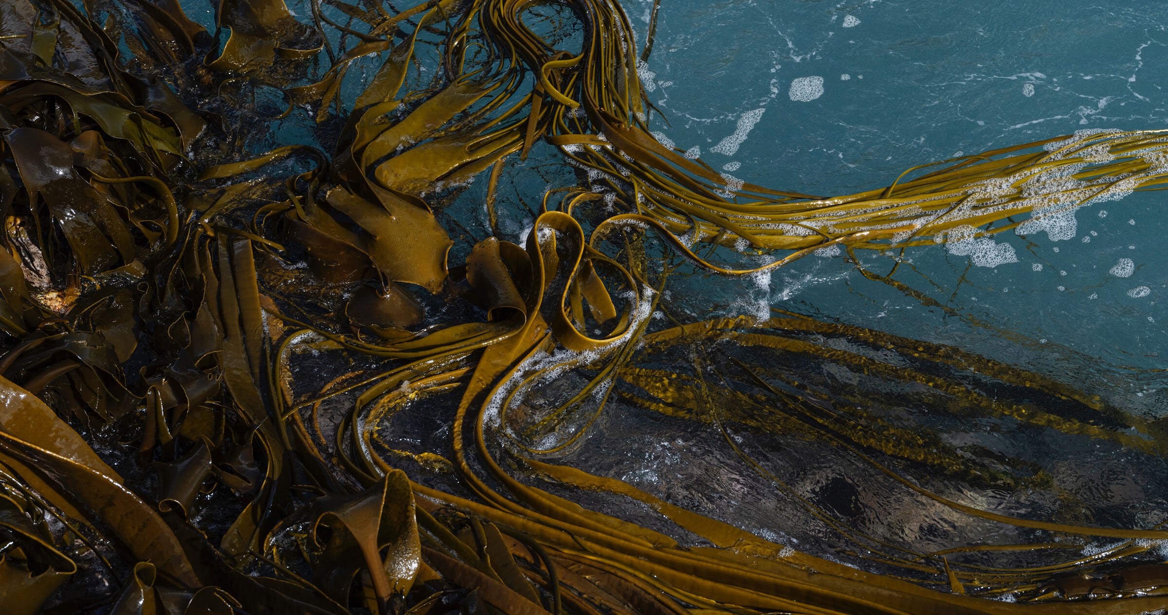 Activist Manuka Seaweed