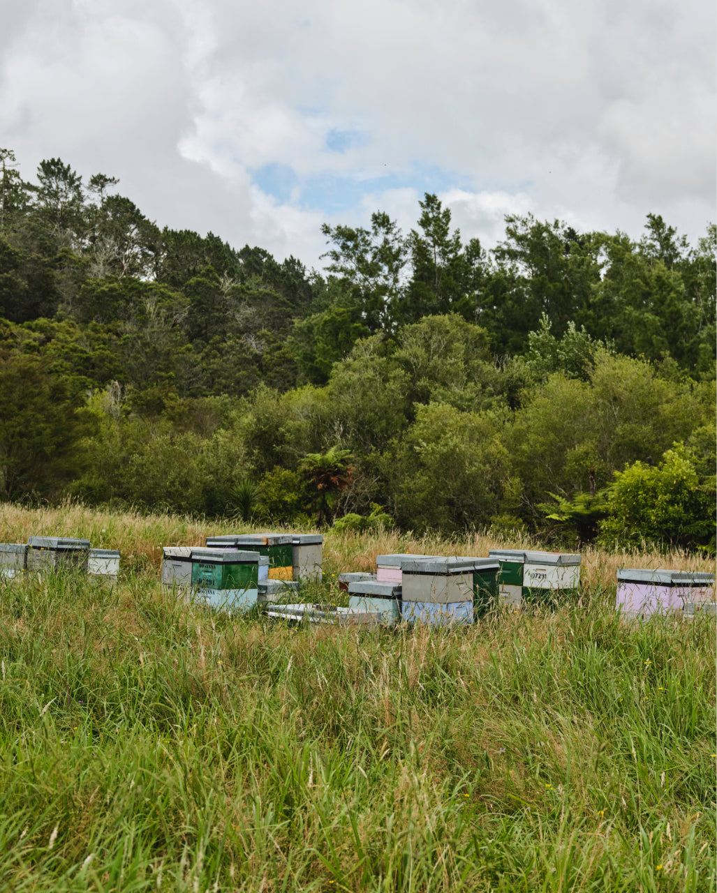 ACTIVIST X BODHA Beeswax Eau De Parfum
